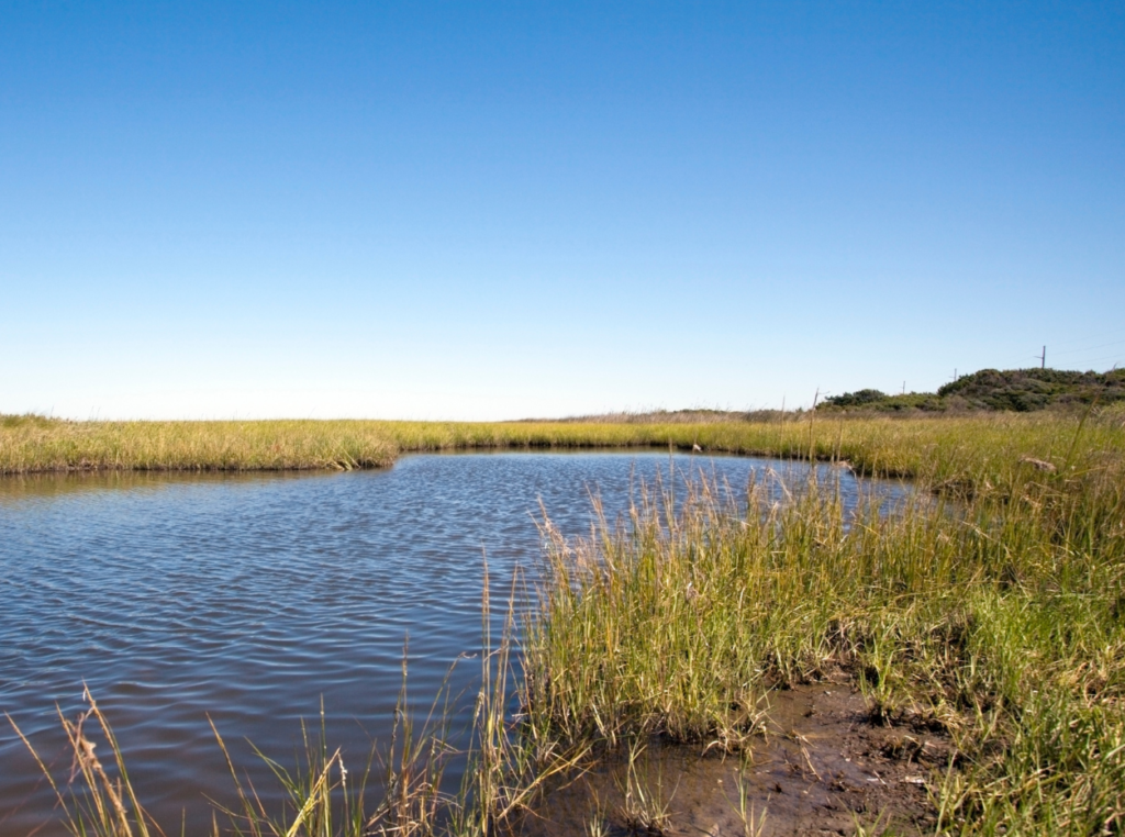 wetlands-help-protect-drinking-water-sources