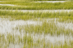 Freshwater Future Weekly: May 9, 2025