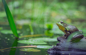 Freshwater Future Weekly News: June 13, 2025