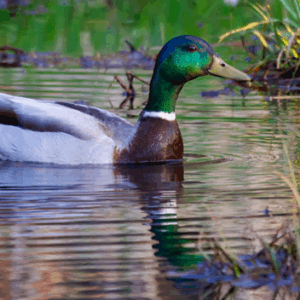 Freshwater Future Weekly: August 7, 2026