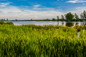 Freshwater Future Weekly: August 8, 2025