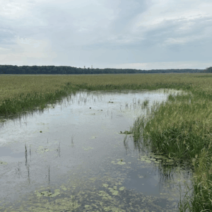 Freshwater Future Weekly: May 22, 2026
