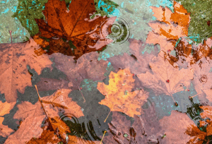 Freshwater Future Weekly: November 21, 2025